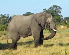 Image result for elephant