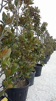 Image result for Magnolia grandiflora Goliath