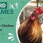 Image result for Funny Rooster Pictures