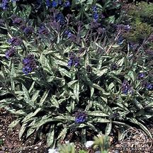 Image result for Pulmonaria longifolia subsp. cevennensis
