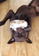 Image result for Chocolate Lab Chip Clips