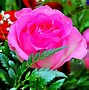 Image result for Beautiful Red Rose Flower Wallpaper