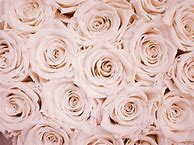 Image result for Boho Cute Picture Rose Gold