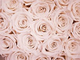 Image result for Pretty Wallpapers for Laptop Rose Gold