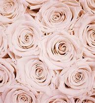 Image result for Rose Gold Pink Wallpaper