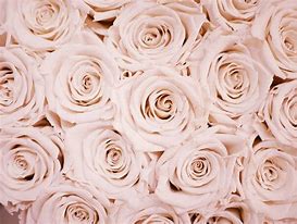 Image result for Rose Gold Wallpaper HD