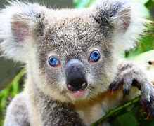 Image result for Animoji Koala