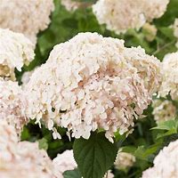 Image result for Hydrangea macrophylla SWEET MARSHMELLOW