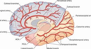 Image result for Blood Supply to the Brain
