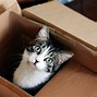 Image result for Moving Cat