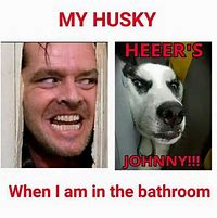 Image result for Funny Husky Images
