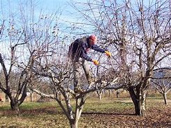 Image result for How to Take Care Apple Tree