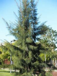 Image result for casuarina