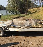 Image result for Biggest CROCODILE Australia