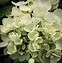Image result for Hydrangea paniculata Bombshell (r)