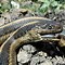Image result for Biggest Garter Snake