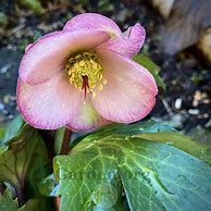 Helleborus Cheryls Shine 的图像结果