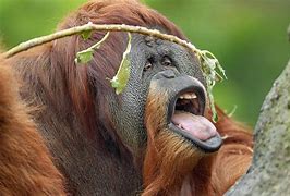 Image result for Zoo Animals Eating
