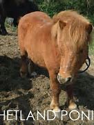 Image result for Best Looking Horse Breeds