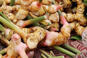 Image result for Alpinia Galangal