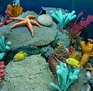 Image result for Sea Life Wallpaper