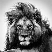 Image result for Lion Face Realistic Drawing Black and White