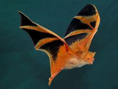 Image result for Thai Painted Bats