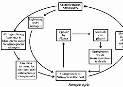 Image result for Nitrogen Cycle Diagram Class 8