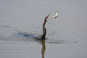 Image result for Fish Flipping Black and White