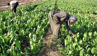 Image result for Local Farmers