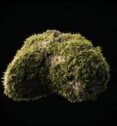 Image result for 3D Moss Rock Cartonist