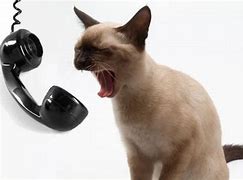 Image result for New Cat Phone
