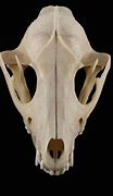 Image result for Raccoon Teeth Skull