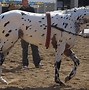 Image result for Bay Appaloosa Horse