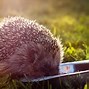 Image result for Pic of a Hedgehog