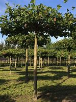 Image result for Platanus acerifolia Dakvorm, voorgeleid