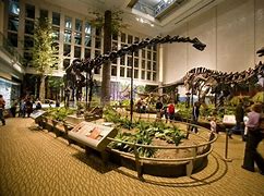Image result for Pgh Museum of Natural History