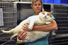 Image result for Fattest Cat Ever