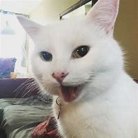 Image result for Happy Confused Cat Meme