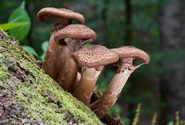 Image result for Largest Underground Fungus
