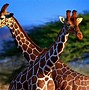 Image result for Very Cute Baby Giraffes
