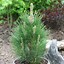 Image result for Green Tower Black Pine