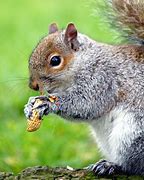Image result for Squirrel