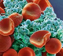 Image result for All Types of Blood Cells