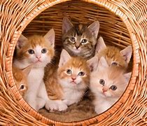 Image result for Film Set Dressing Kittens in Basket
