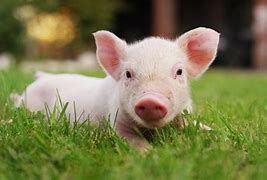 Image result for varkens