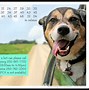 Image result for Dog Newspaper Advertisement Meme