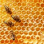 Honeybees 的图像结果