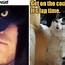 Image result for Hilarious Funny Cat Memes