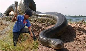 Image result for World's Largest Anaconda